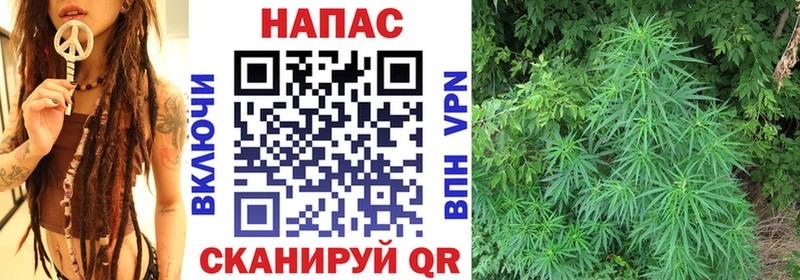 Каннабис конопля Новокубанск
